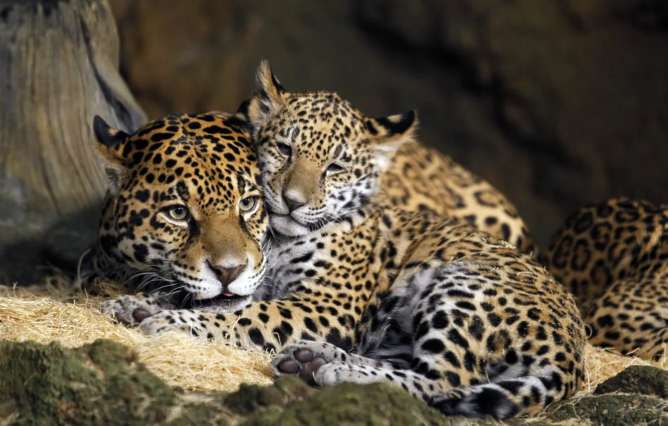 Photo wallpaper child, USA, mother, Jaguars, Milwaukee County Zoo