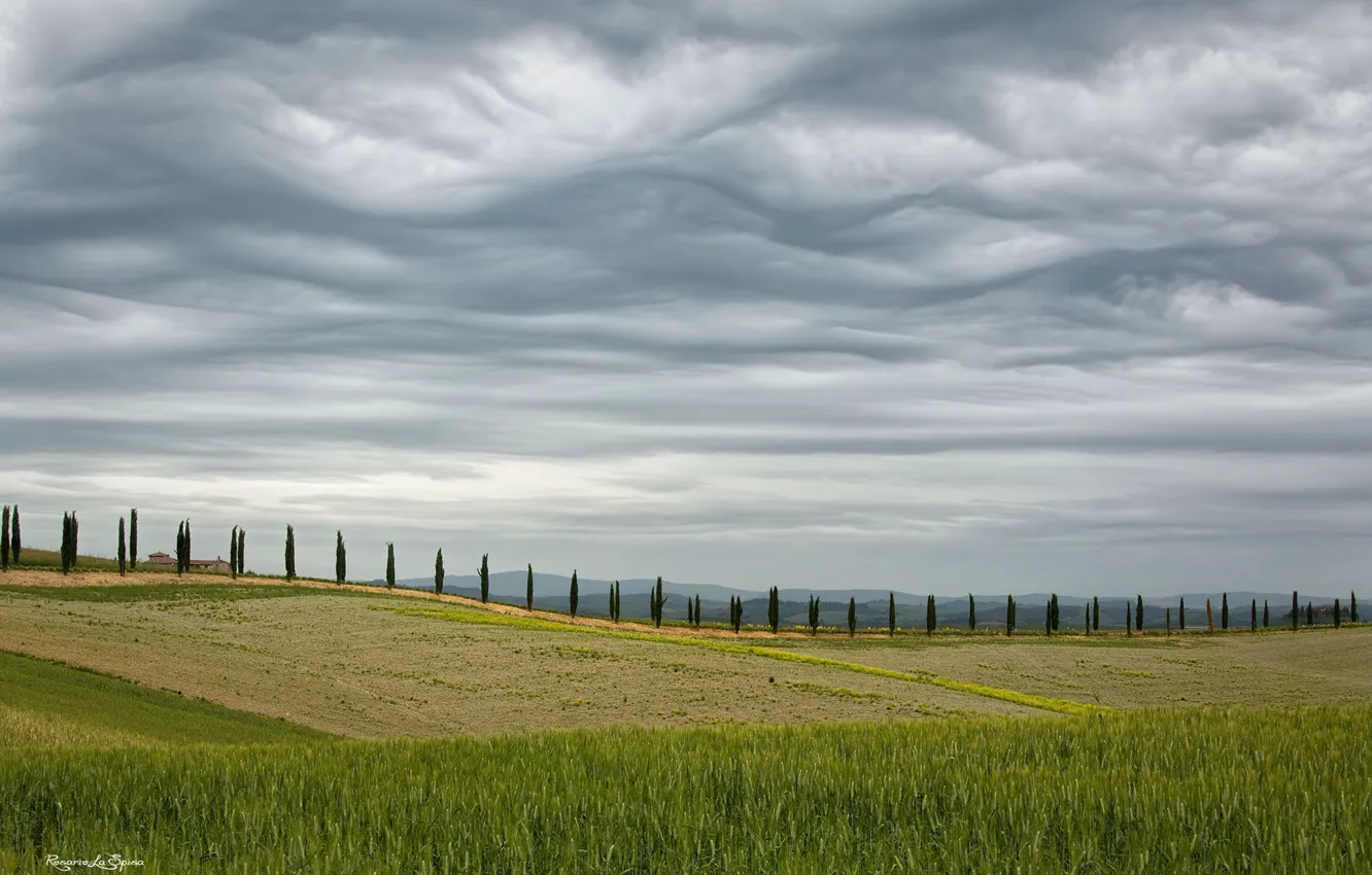 Photo wallpaper field, the sky, trees, spring, Italy, May, cypress, Tuscany