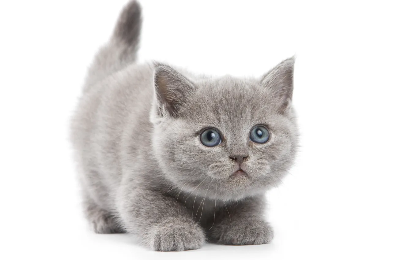 Photo wallpaper cat, grey, white background, kitty
