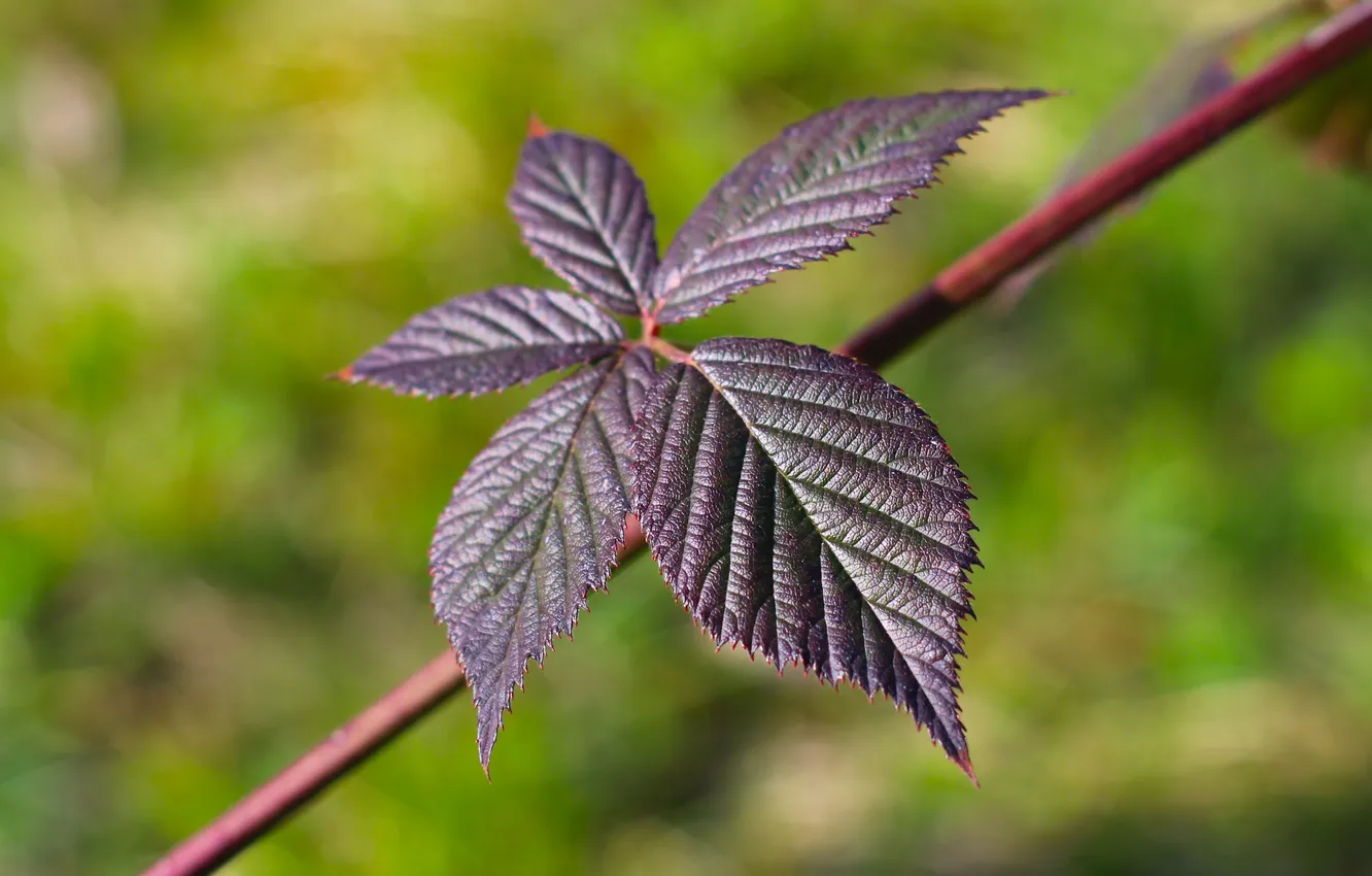 Photo wallpaper leaf, plant, twig