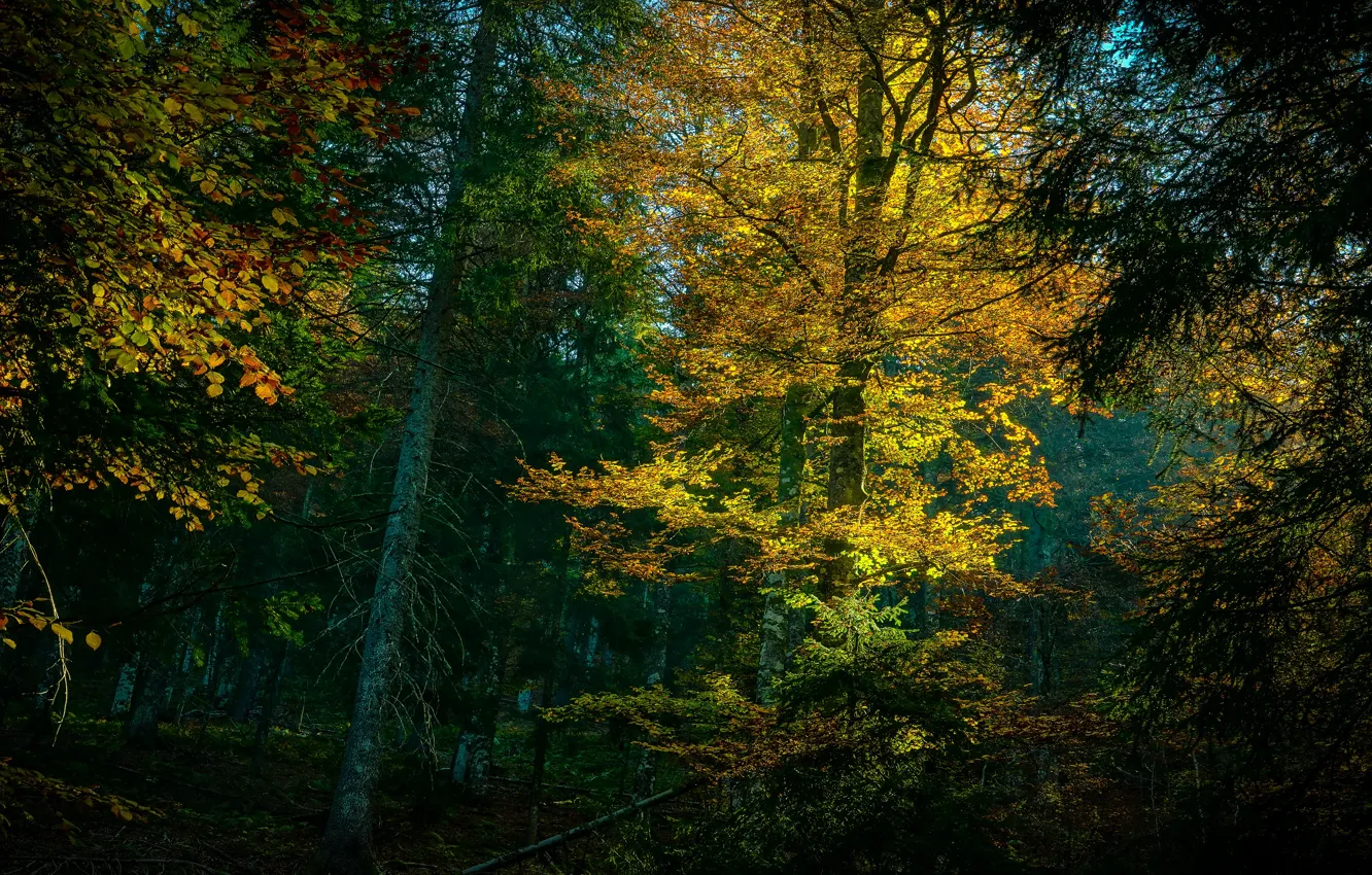 Photo wallpaper autumn, forest, trees, branches, foliage, yellow leaves, Golden autumn