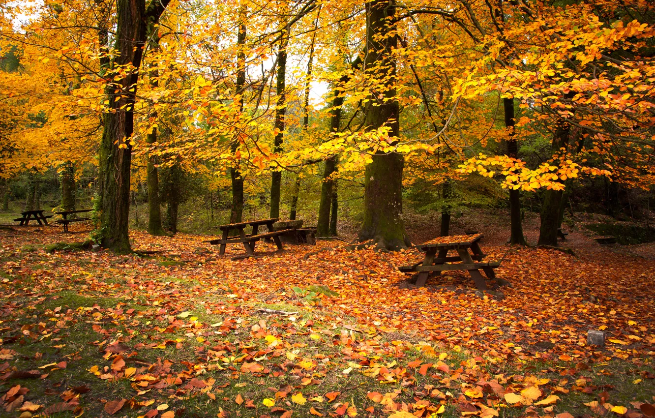 Photo wallpaper autumn, forest, trees, bench, foliage