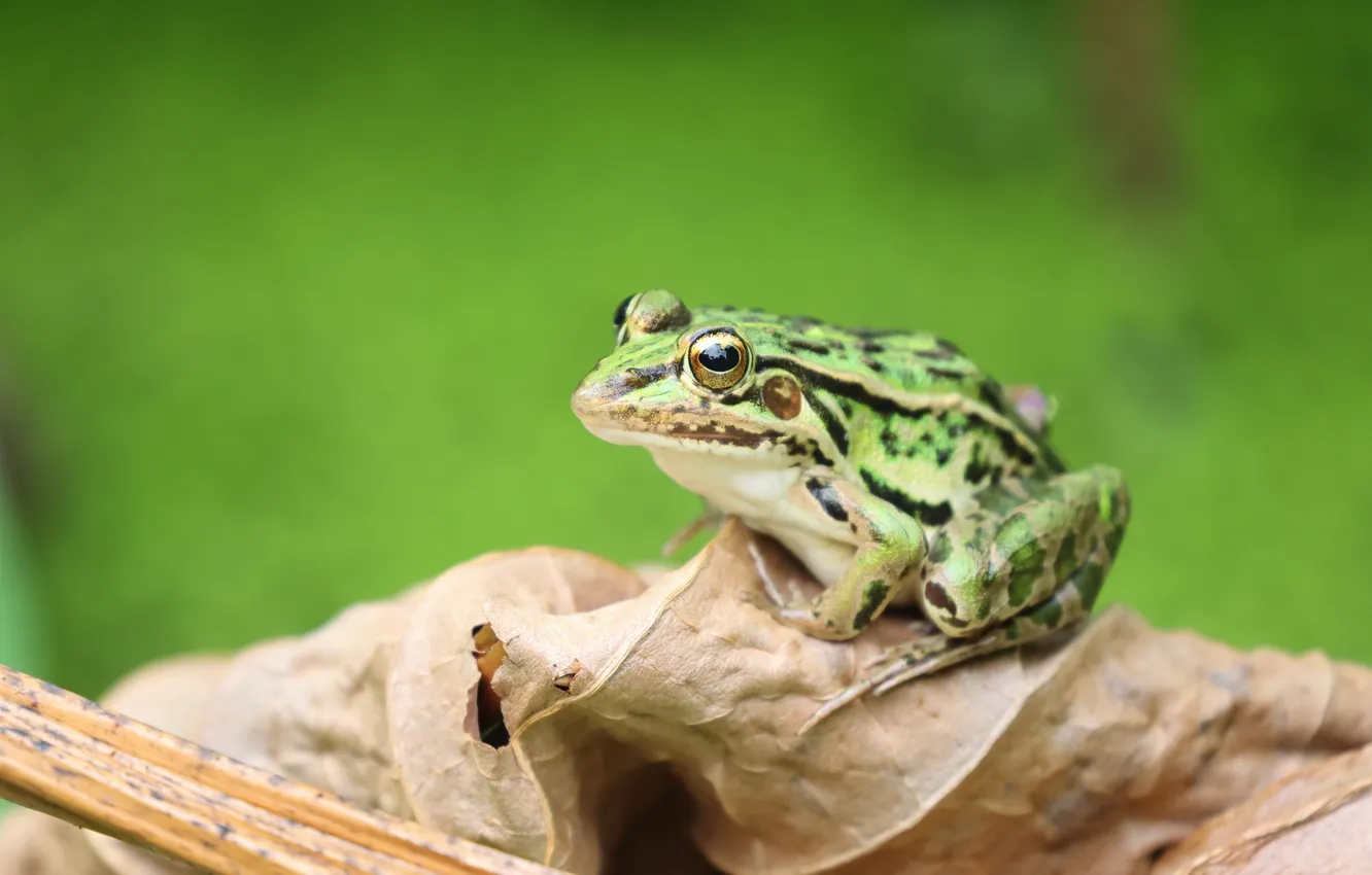 Photo wallpaper leaf, frog, green background