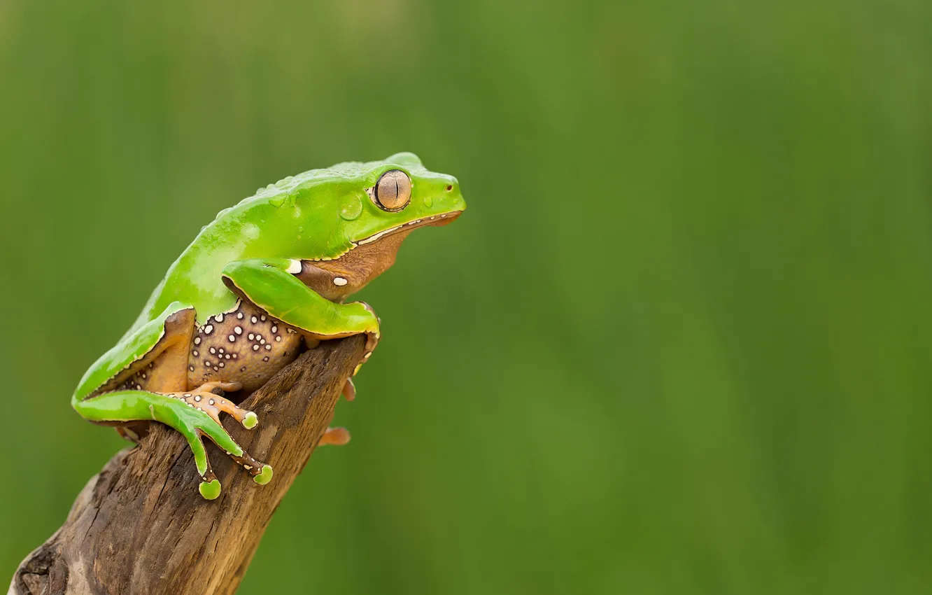 Photo wallpaper green, background, stump, frog, bitches