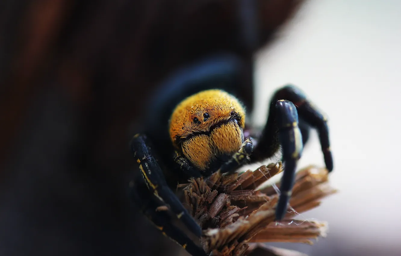 Photo wallpaper macro, background, spider, the species is black