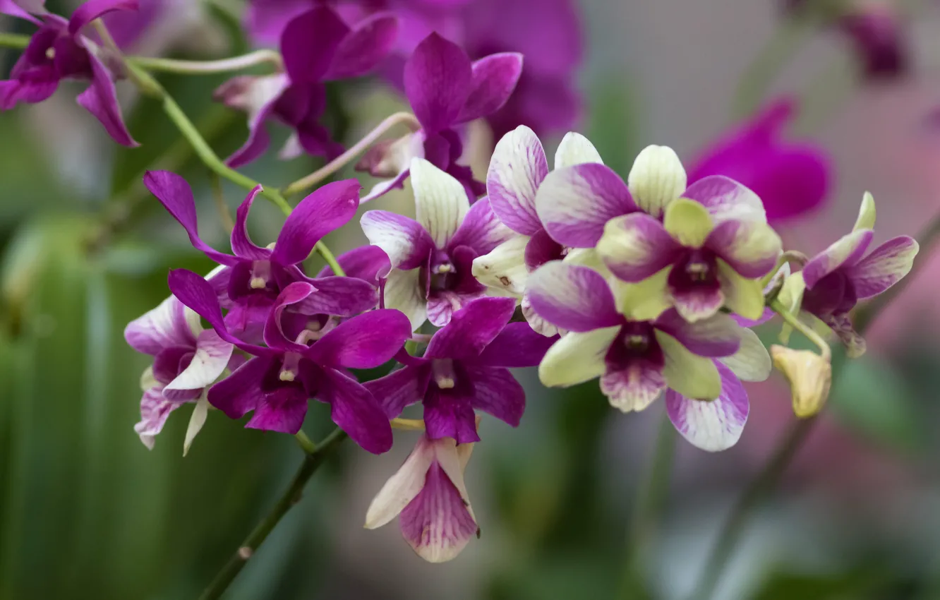 Photo wallpaper branch, orchids, exotic