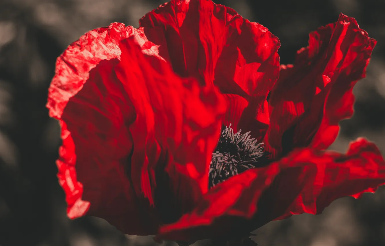 Photo wallpaper buds, poppy, the poppy bloomed, Mac, summer