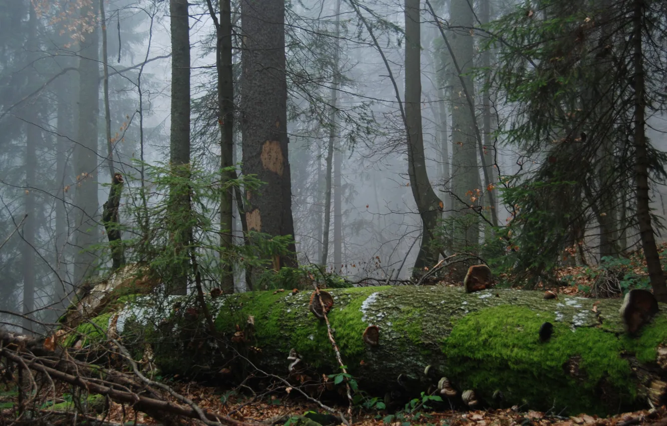 Photo wallpaper forest, trees, nature, fog