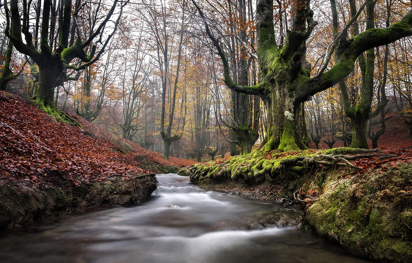Photo wallpaper autumn, forest, trees, branches, nature, river, stream, shore