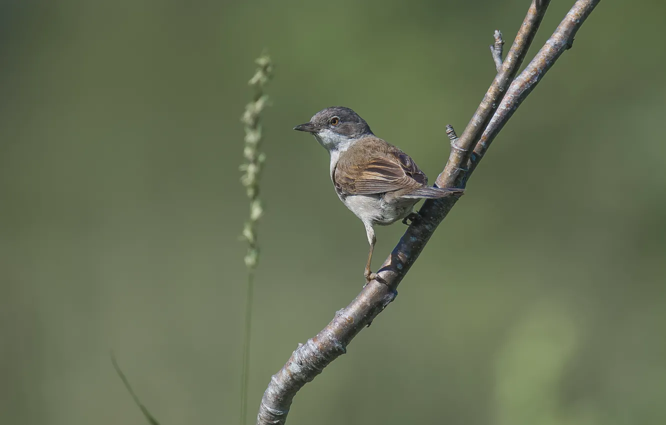 Photo wallpaper background, looks, grey warbler, bird, summer