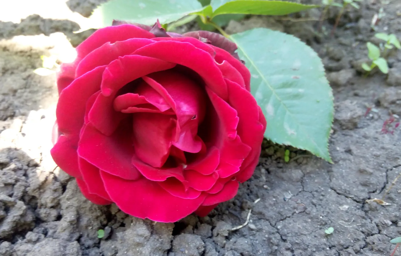 Photo wallpaper flowers, roses, Red