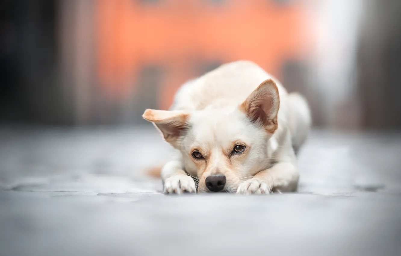 Photo wallpaper sadness, look, face, dog, bokeh