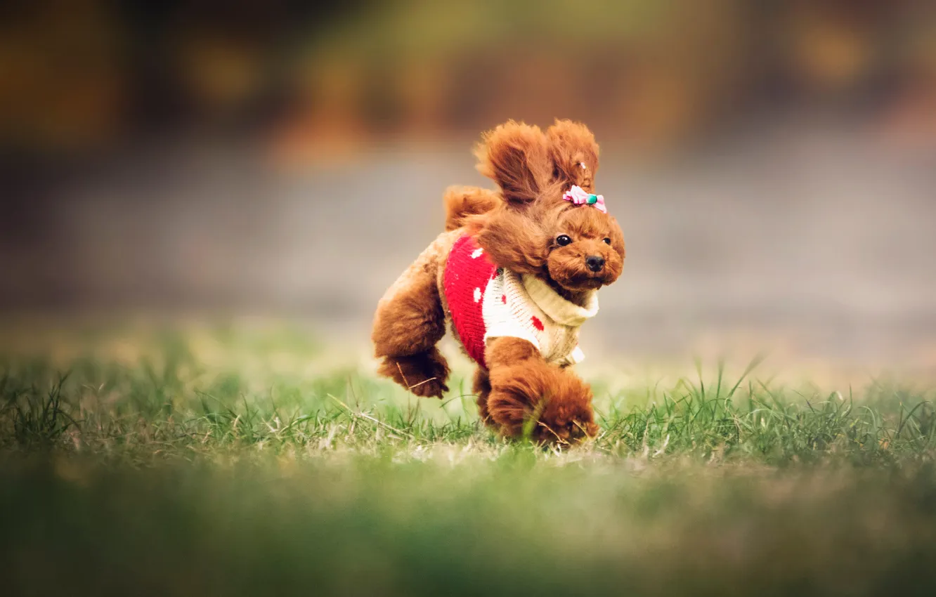 Photo wallpaper look, nature, pose, dog, face