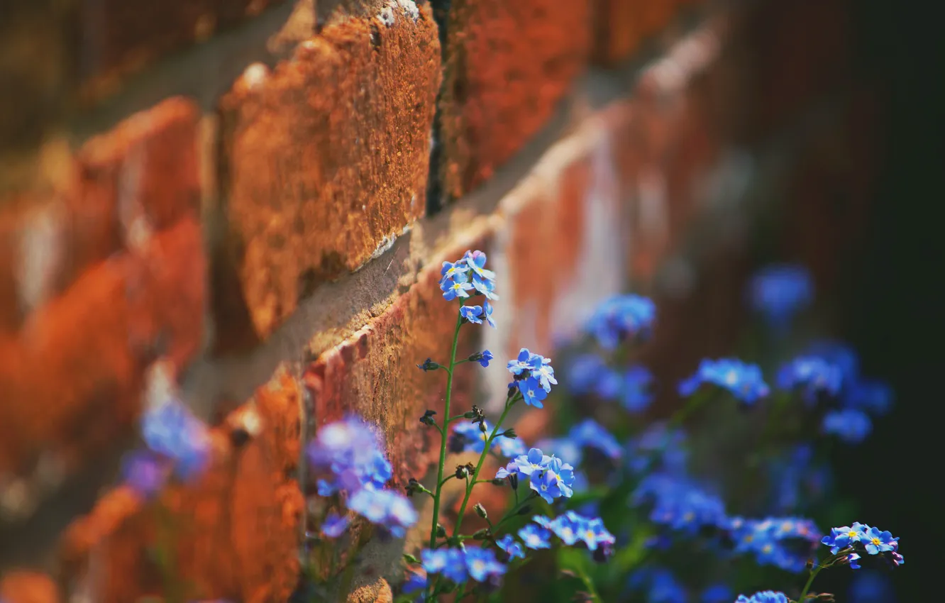 Photo wallpaper flowers, nature, wall