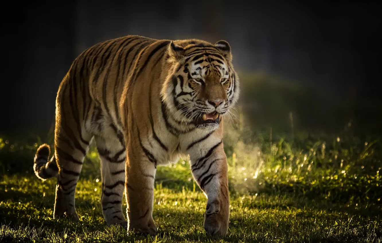 Photo wallpaper tiger, background, predator, wild cat, handsome