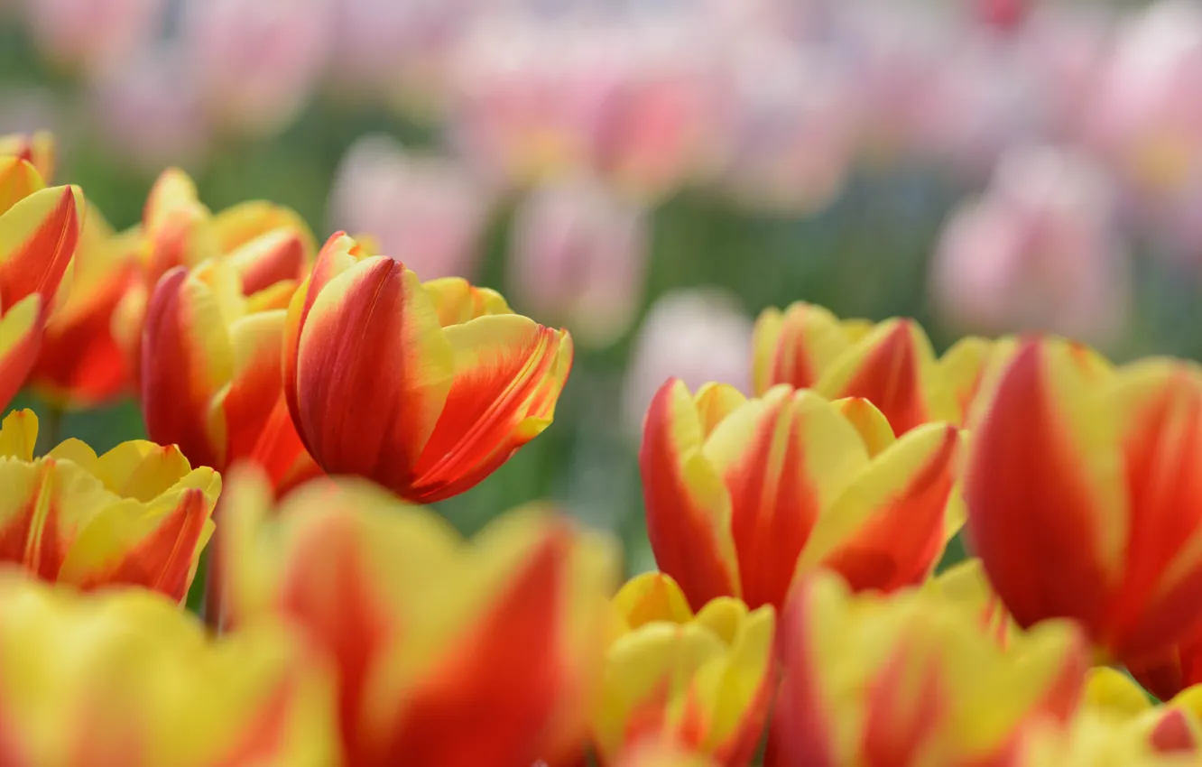 Photo wallpaper bright, petals, tulips