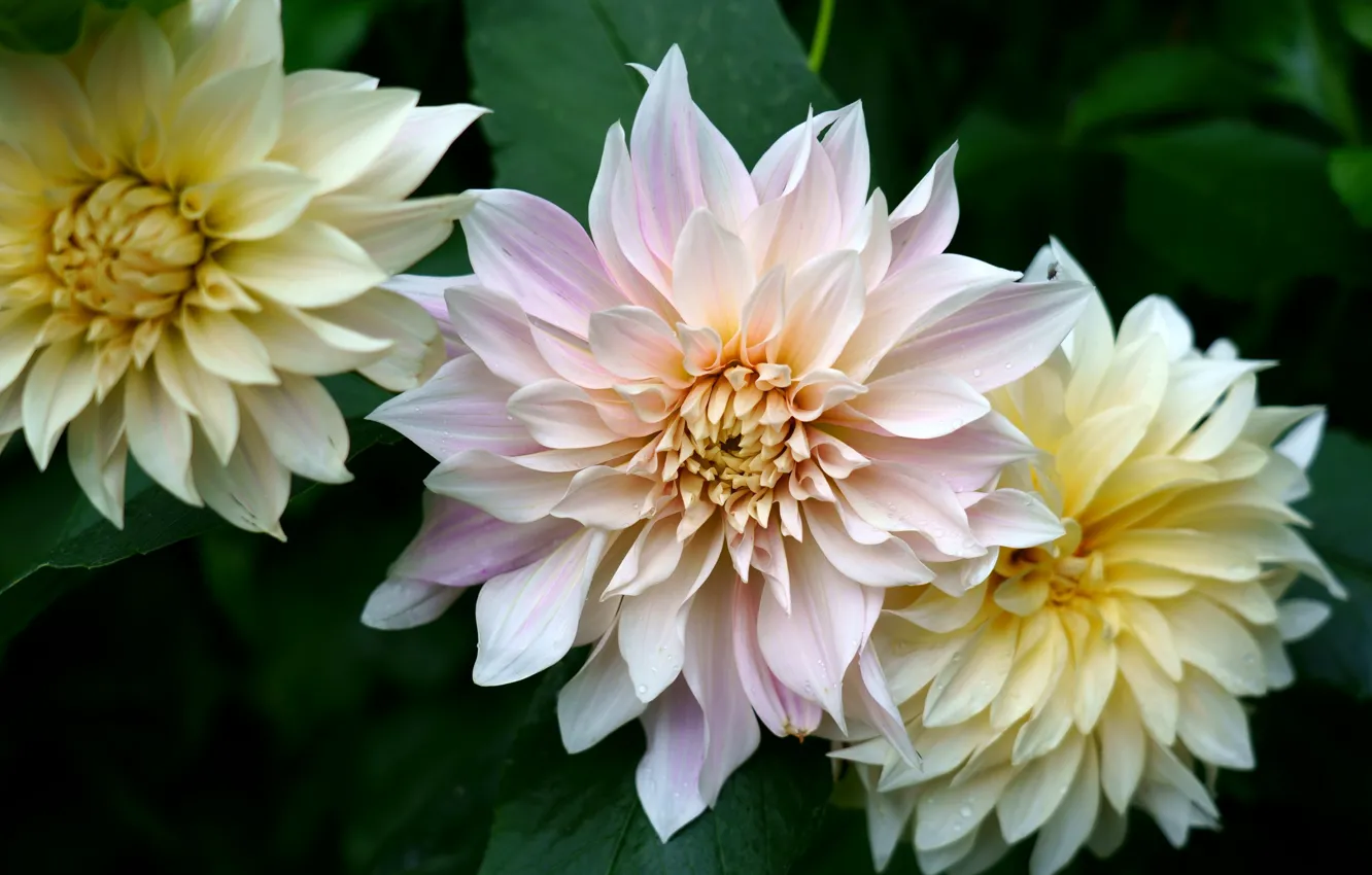 Photo wallpaper leaves, macro, flowers, the dark background, petals, garden, trio, dahlias