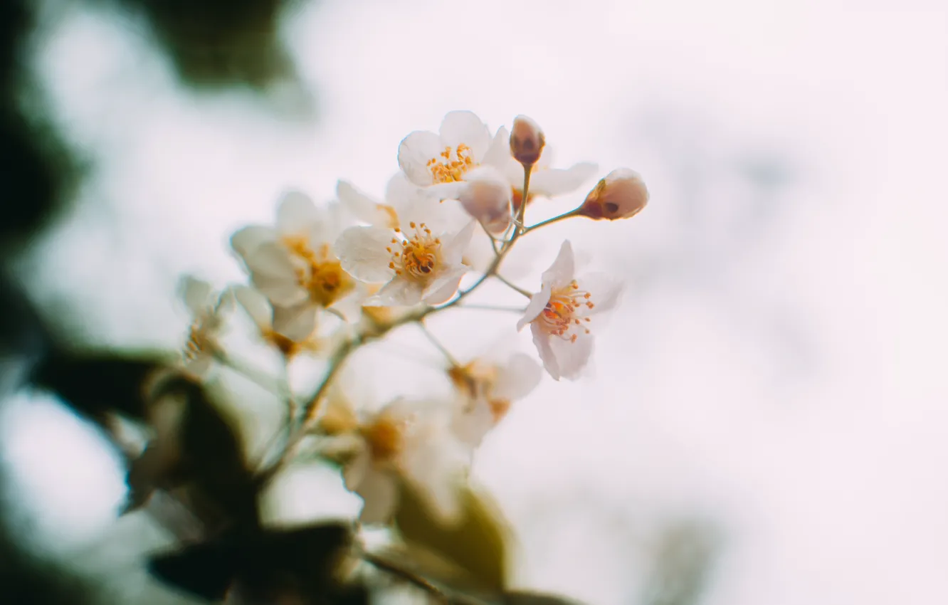 Photo wallpaper flowers, spring, beautiful, cherry