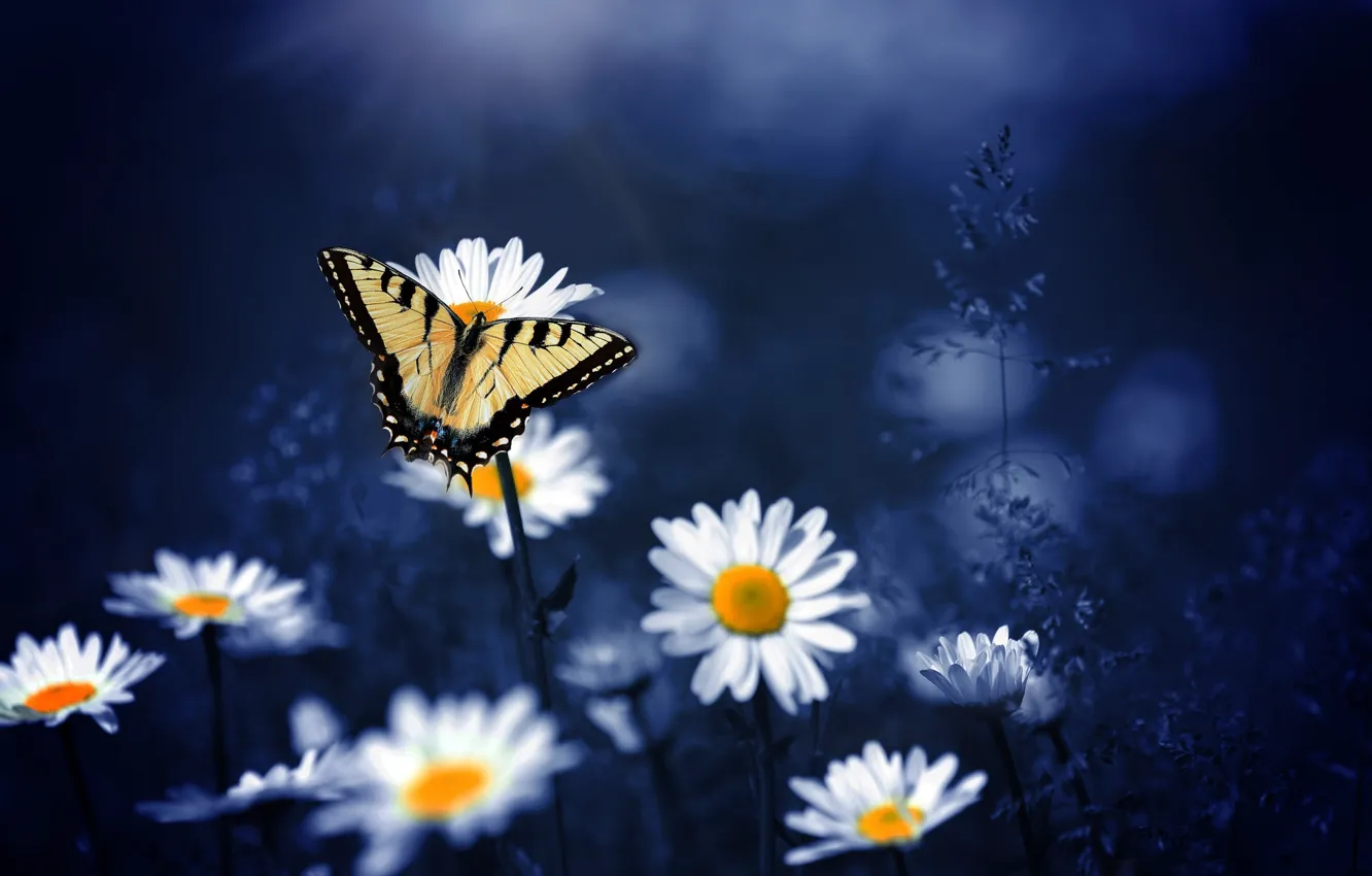 Photo wallpaper macro, flowers, nature, background, butterfly, chamomile