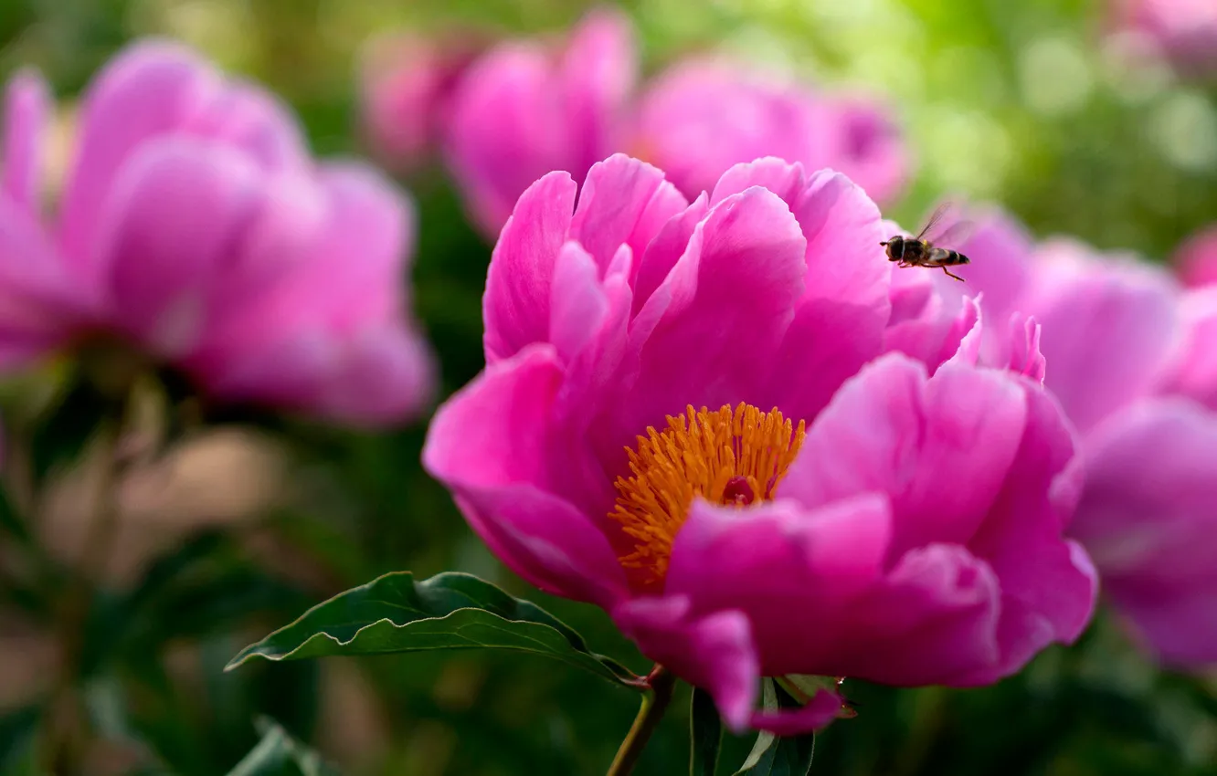 Wallpaper flowers, insect, pink, peonies for mobile and desktop ...