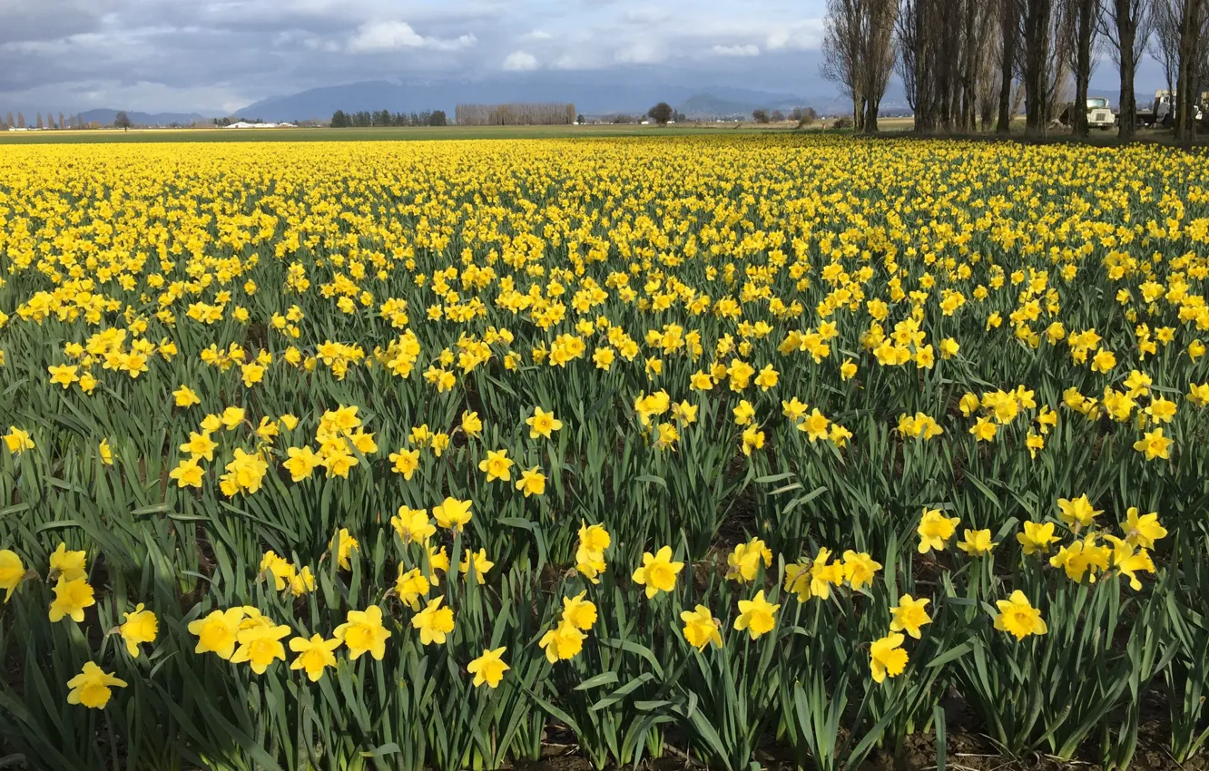 Photo wallpaper field, flowers, spring, daffodils, plantation