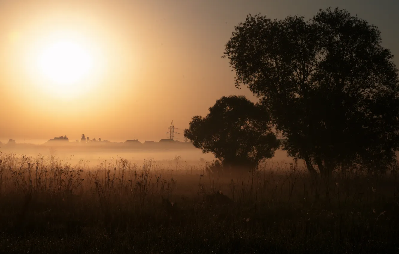 Photo wallpaper morning, fog, trees, haze, field, dal, the sun, the sky