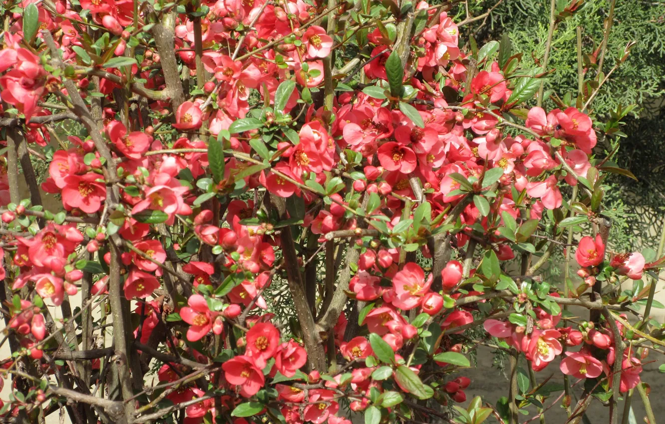 Photo wallpaper Bush, red, quince, April, spring 2018, meduzanol ©