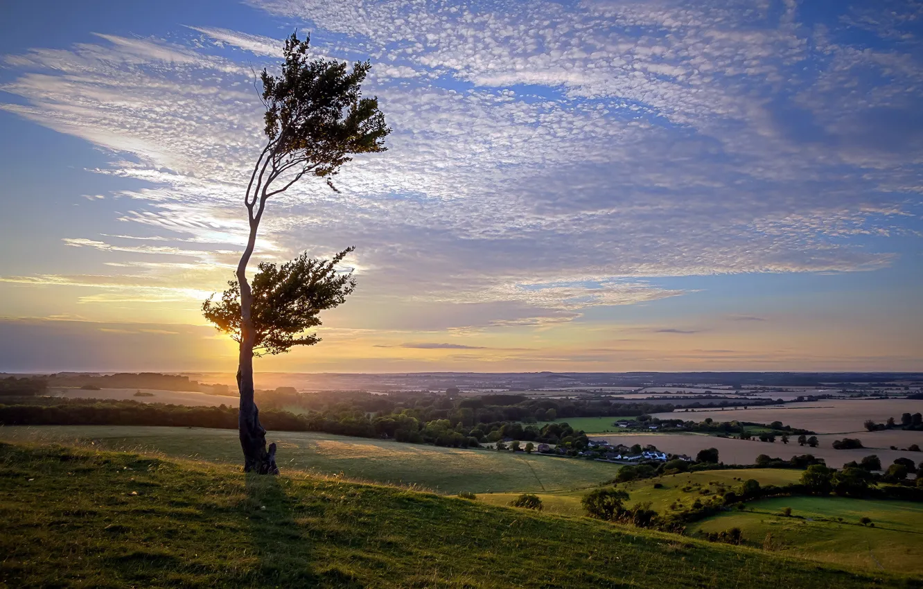 Photo wallpaper field, trees, landscape, sunset