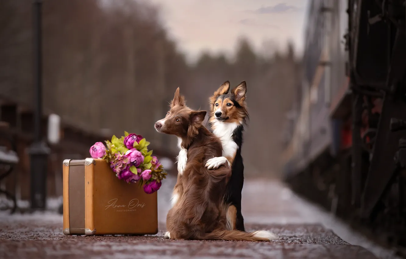 Photo wallpaper flowers, train, the platform, suitcase, a couple, two dogs, Anna Oris