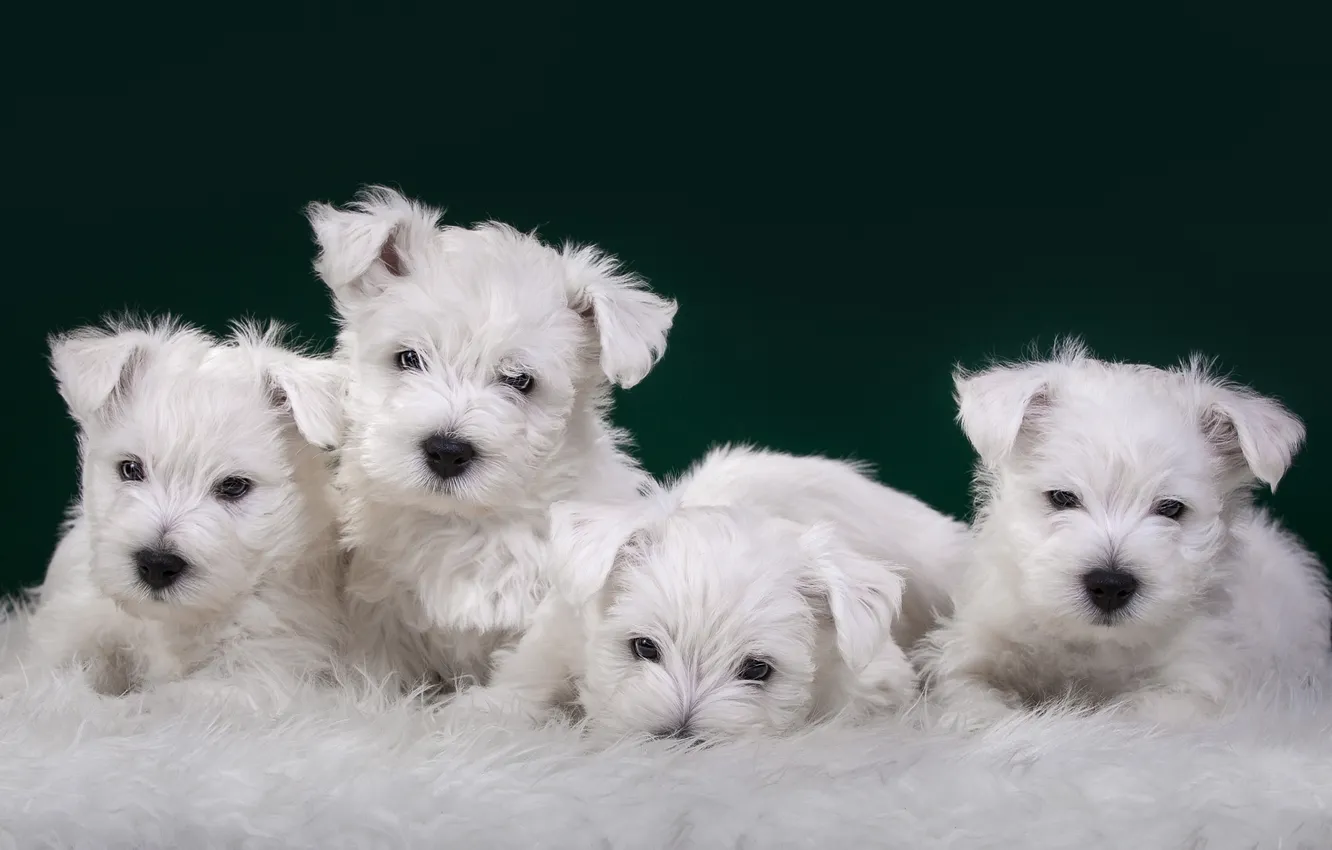 Photo wallpaper puppies, white, Quartet, cute