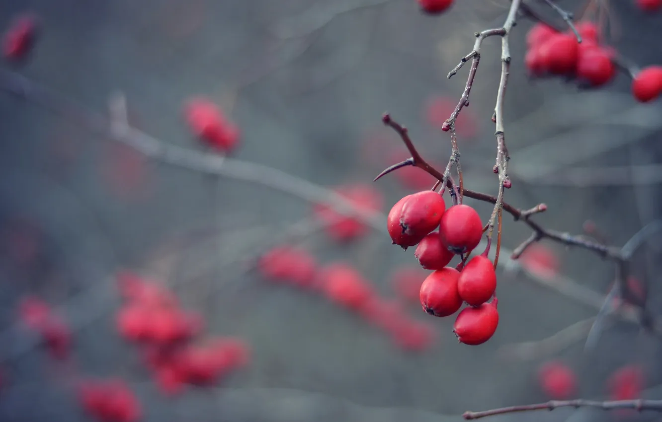 Photo wallpaper nature, berries, background