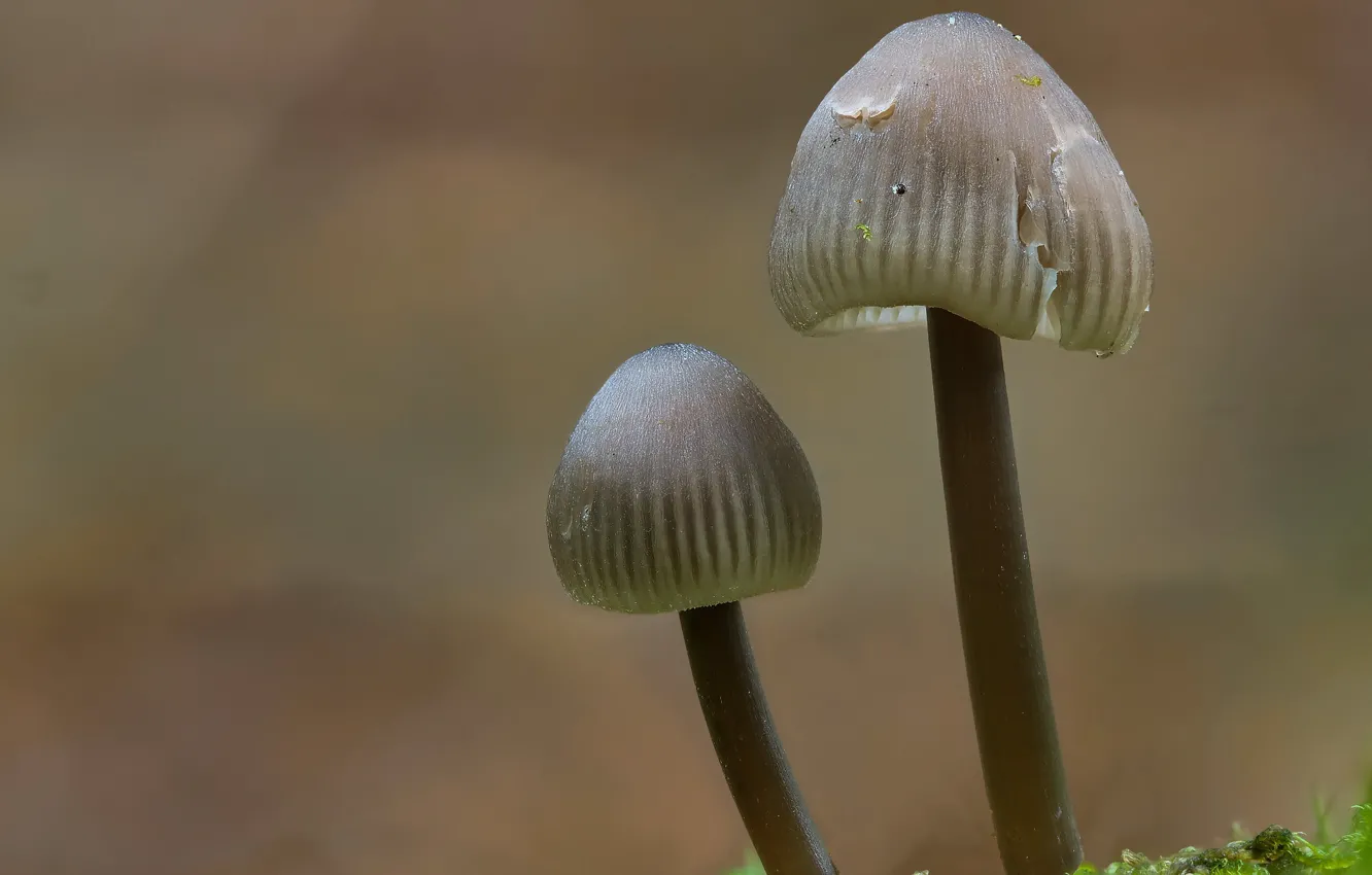 Photo wallpaper autumn, background, mushrooms, mushroom, Beat Buetikofer, two mushroom