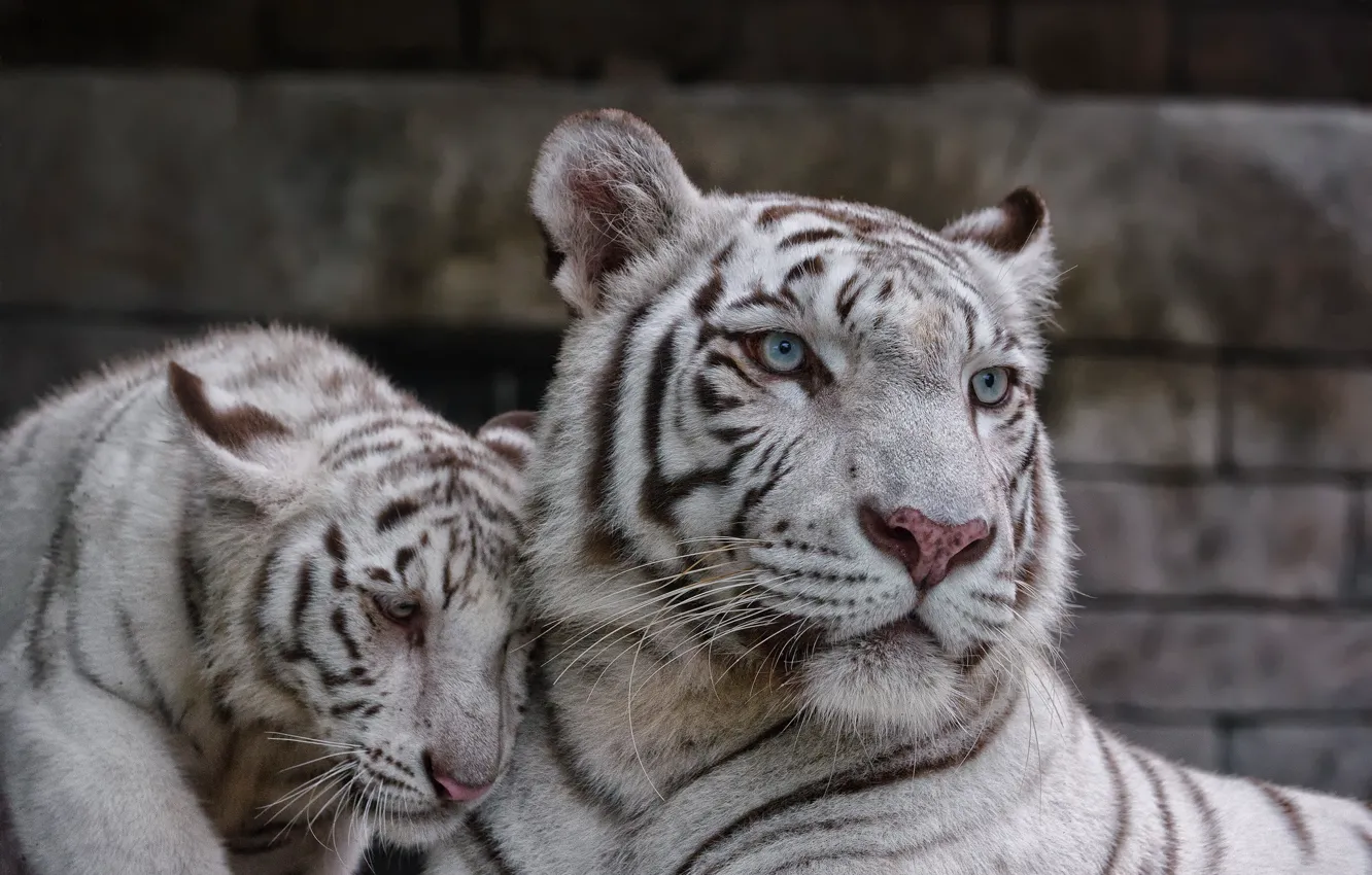 Photo wallpaper cat, pair, kitty, white tiger, tigress, tiger