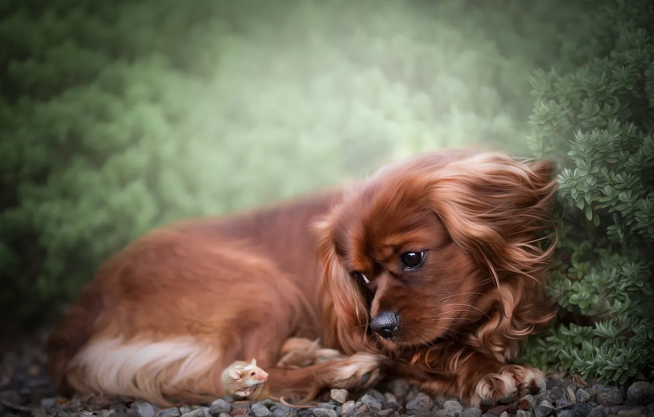 Photo wallpaper look, nature, pebbles, plant, dog, blur, mouse, garden