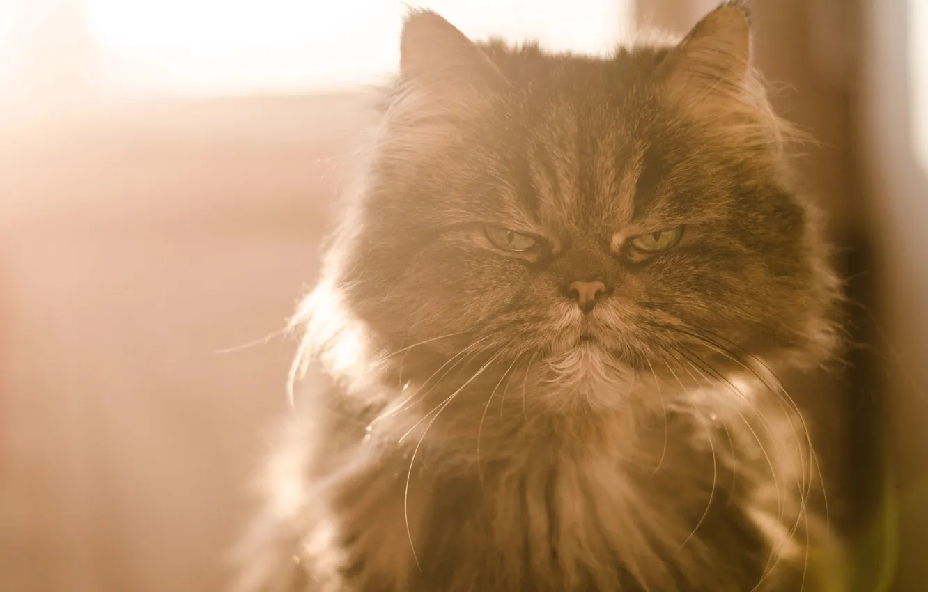 Photo wallpaper cat, look, wool, evil, Marquis