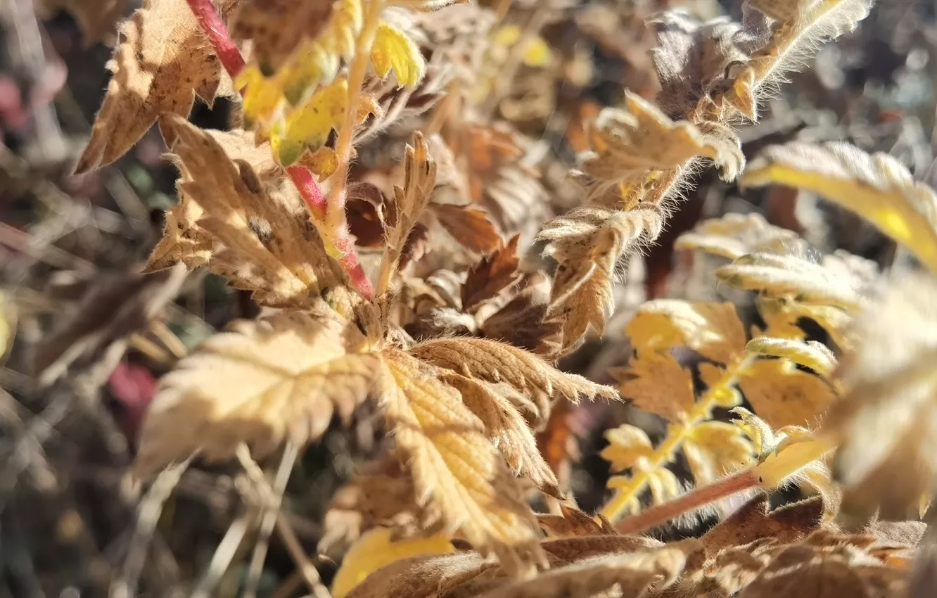 Photo wallpaper macro, nature, the bushes, Zverok