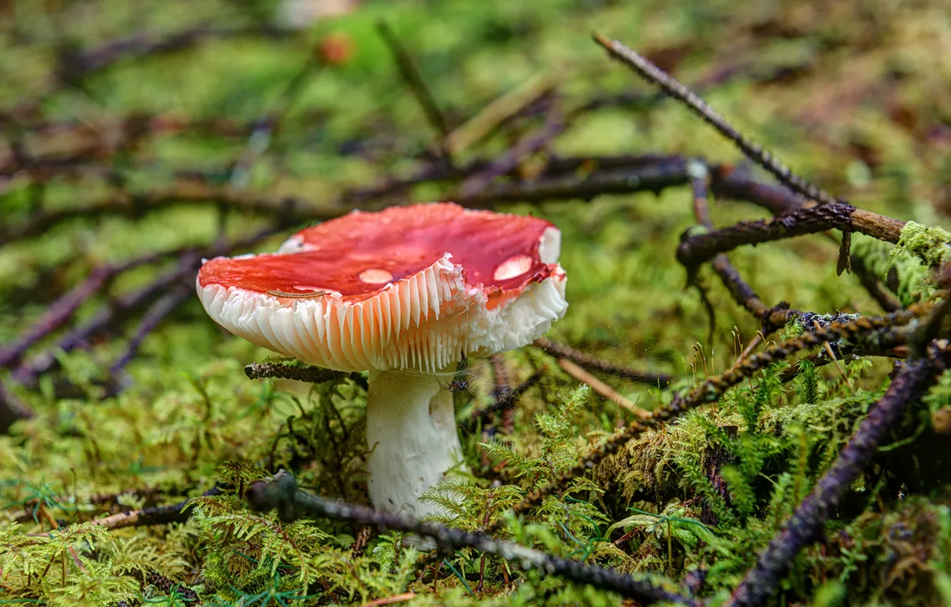 Photo wallpaper forest, mushrooms, mushroom