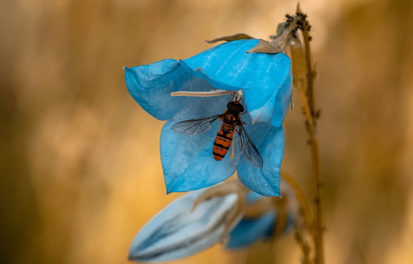 Photo wallpaper flowers, fly, blue, insect, bells, striped, fly