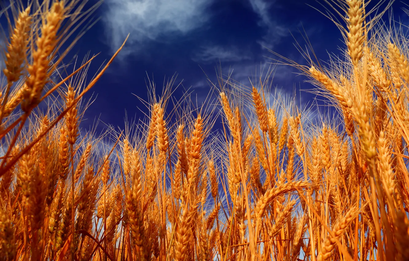 Photo wallpaper the sky, clouds, yellow, harvest, ears, closeup