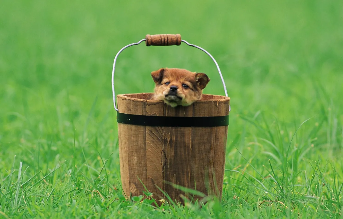 Photo wallpaper look, bucket, puppy, clearing