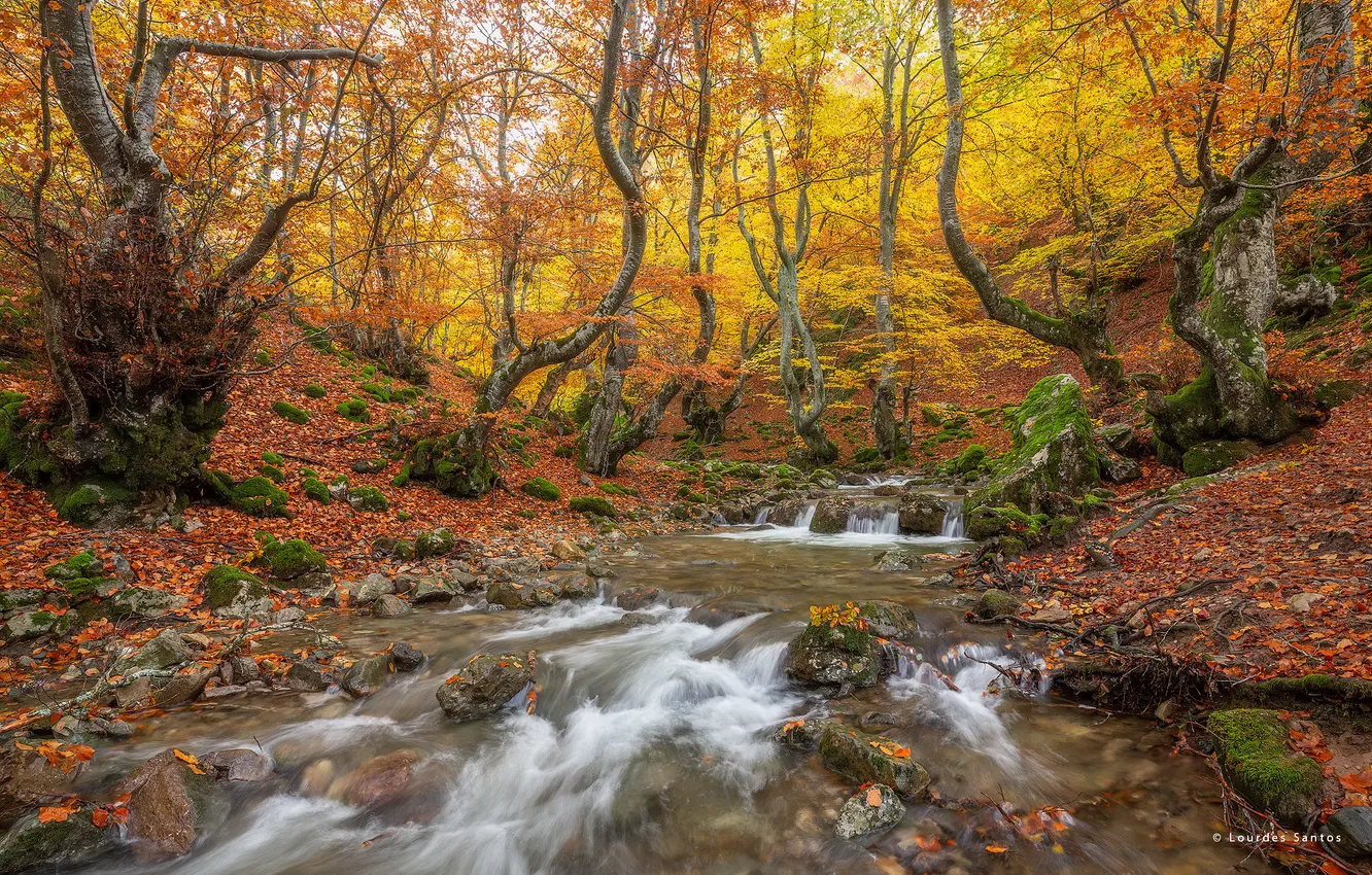 Photo wallpaper autumn, forest, nature, river, waterfall