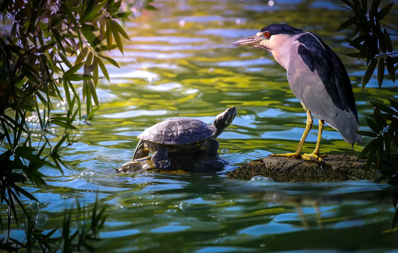 Photo wallpaper leaves, nature, bird, turtle, water