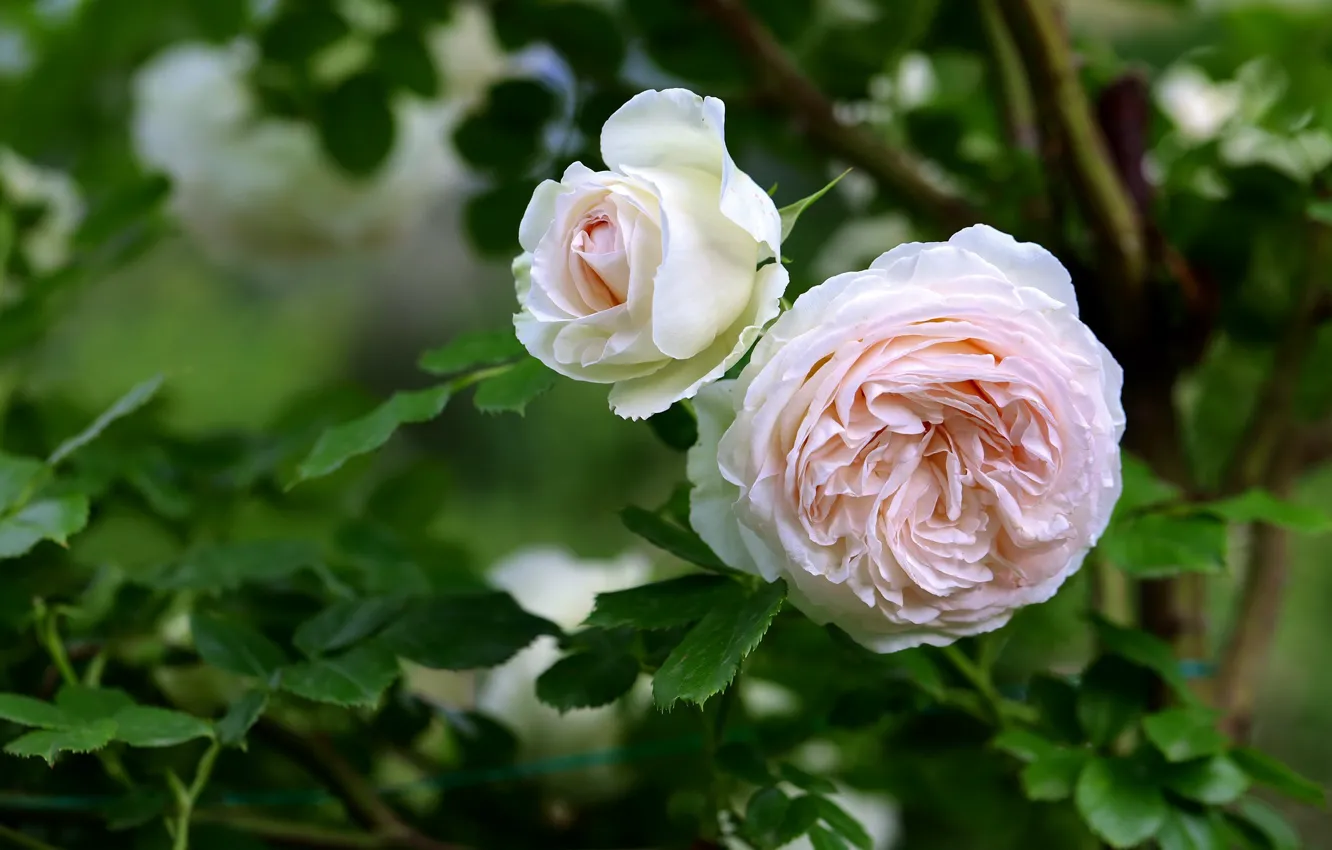 Photo wallpaper leaves, roses, garden, pink, rose Bush, pale pink