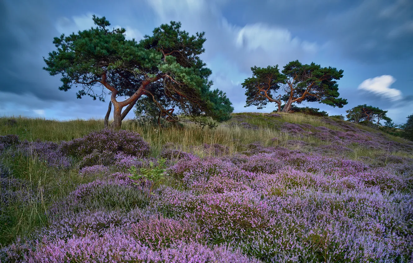 Photo wallpaper field, clouds, flowers, hills, pine, Heather