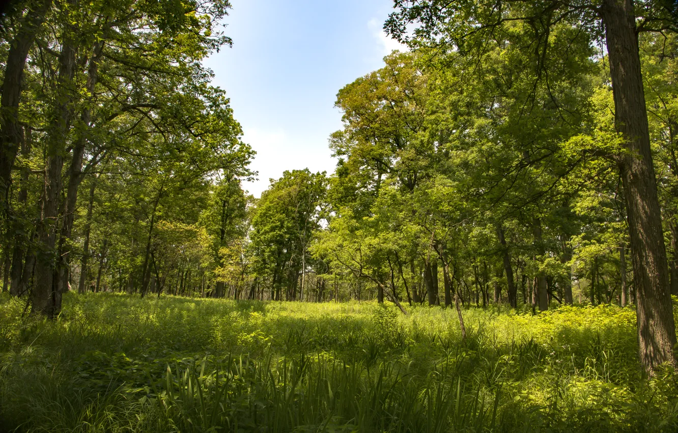 Photo wallpaper greens, forest, summer, grass, the sun, trees, USA, Cranberry Slough Nature Preserve