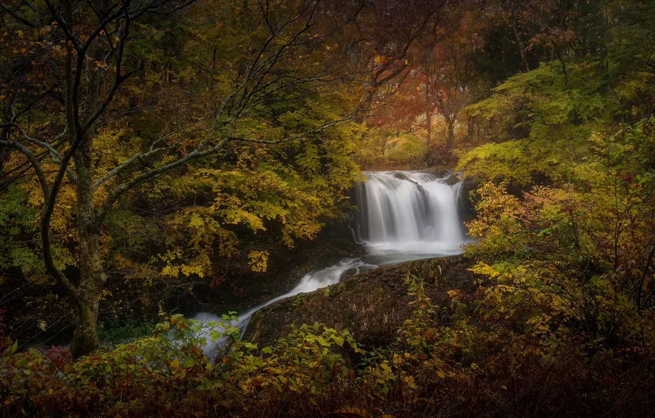 Photo wallpaper autumn, forest, trees, branches, thickets, foliage, waterfall
