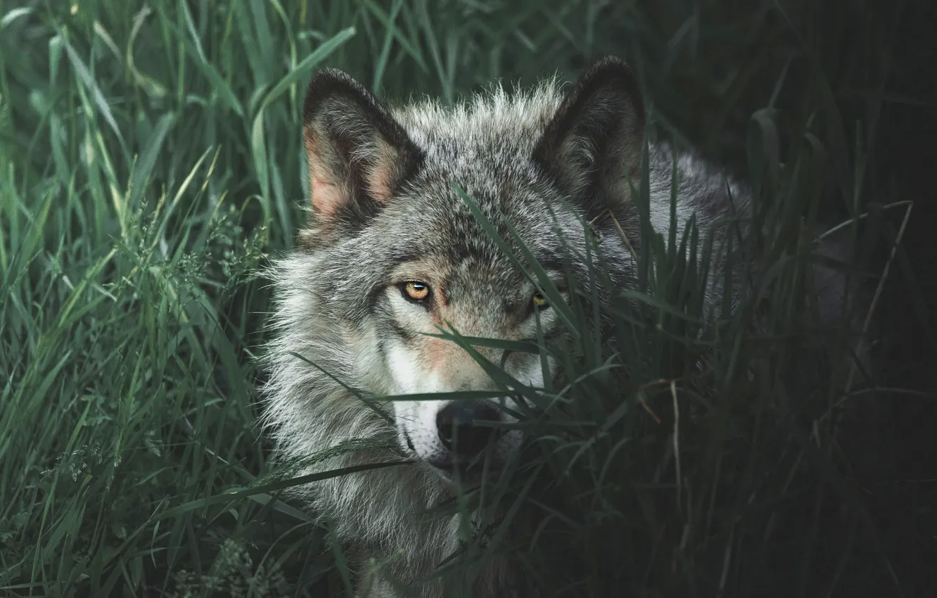 Photo wallpaper grass, eyes, look, face, grey, wolf, portrait