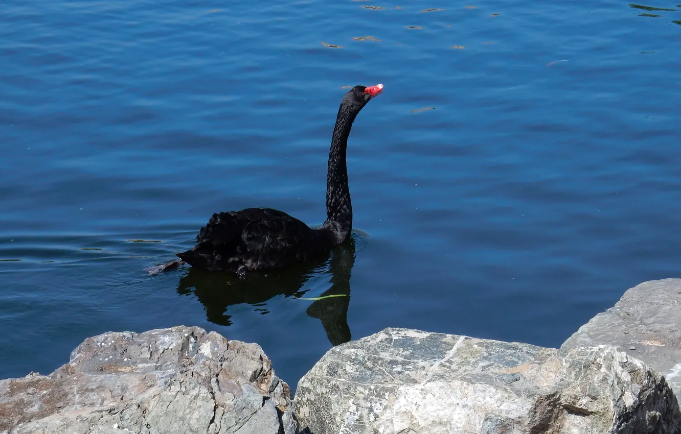Photo wallpaper animals, lake, pond, widescreen, black, wallpaper, Swan, swan