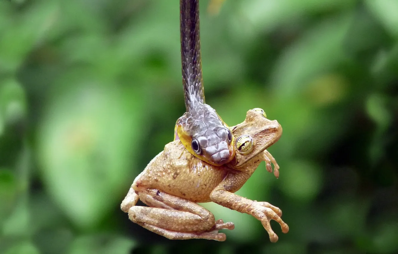 Photo wallpaper background, frog, snake, the situation, food, mouth, toad