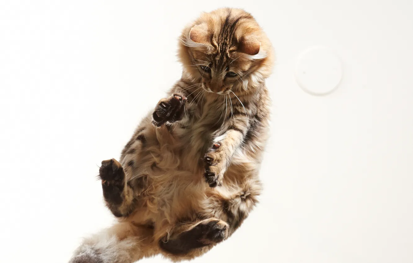 Photo wallpaper cat, the game, white background, fur, Kote
